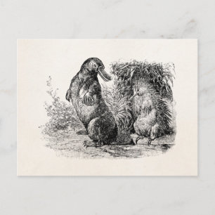 Vintage Platypus Porcupine Anteater-mall Vykort