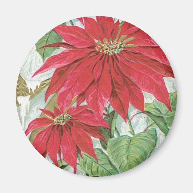 Vintage Poinsettia illustration. Magnet (Framsidan)