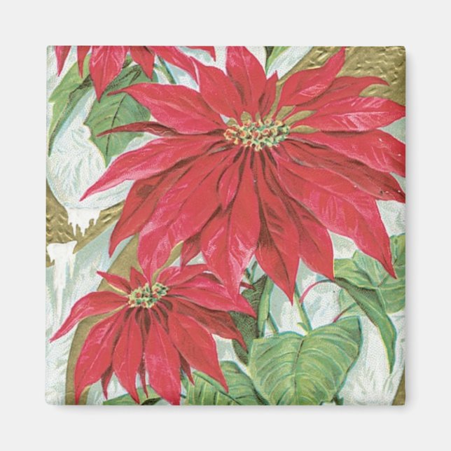Vintage Poinsettia illustration. Magnet (Framsidan)