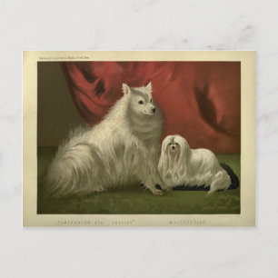 Vintage Pommern maltese hund Vykort