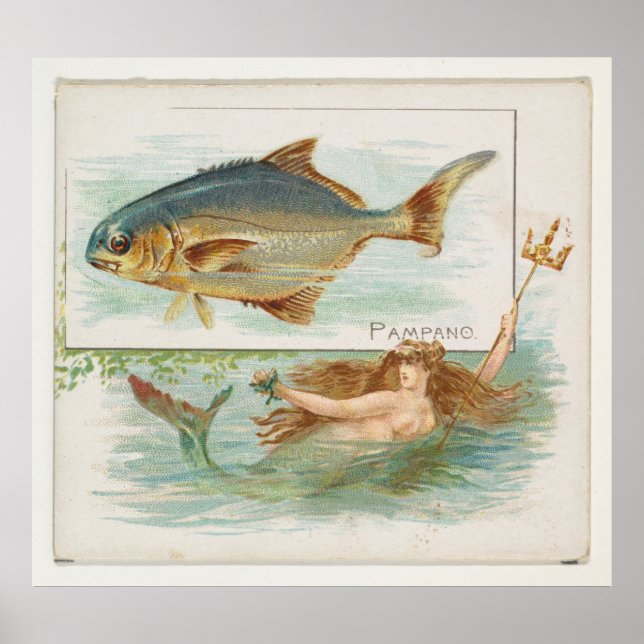 Vintage Pompano Fish Illustration Poster (Framsidan)