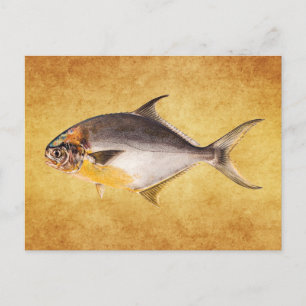 Vintage Pompano Fish - Spelfiskmall tom Vykort
