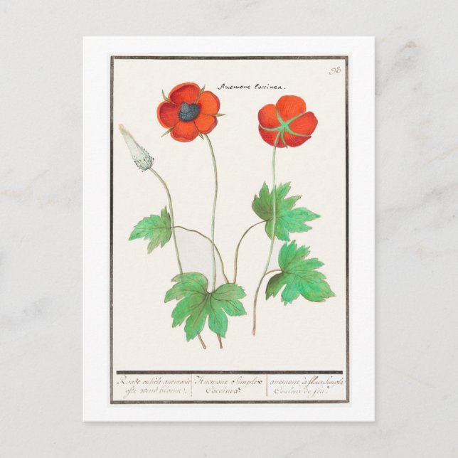 Vintage Poppy Flowers (matvallmoblommor) Vykort (Framsida)