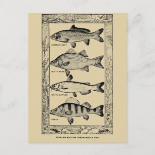 Vintage populära sötvattenfiskar av Louis Rhead Vykort