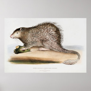 Vintage Porcupin Poster