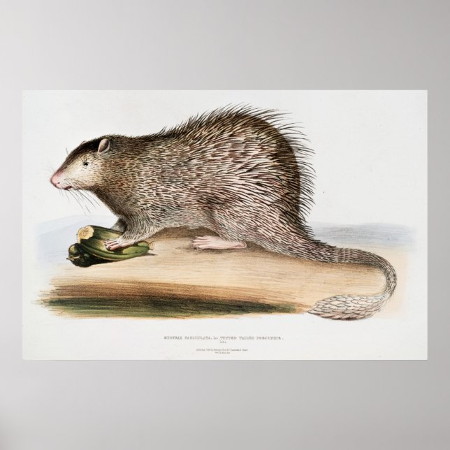 Vintage Porcupin Poster (Framsidan)