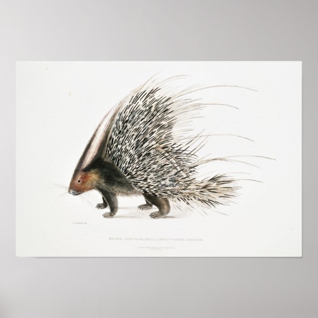 Vintage Porcupin Poster (Framsidan)