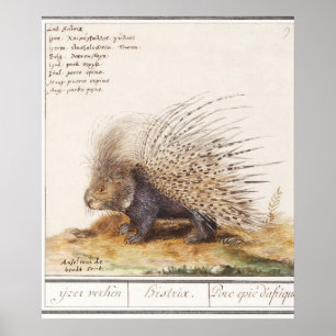 Vintage Porcupin Poster