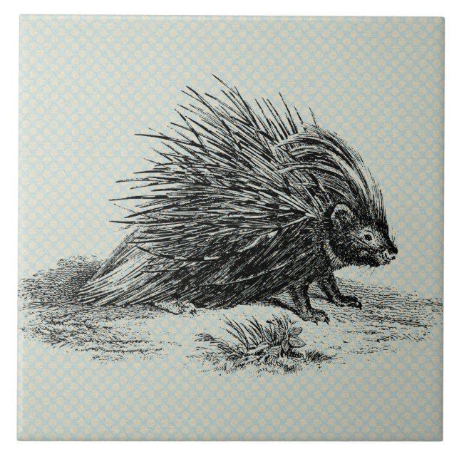 Vintage Porcupine Illustration Kakelplatta (Framsidan)