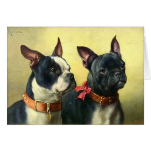 Vintage - porträtt av Boston Terrierhundar, Hälsningskort