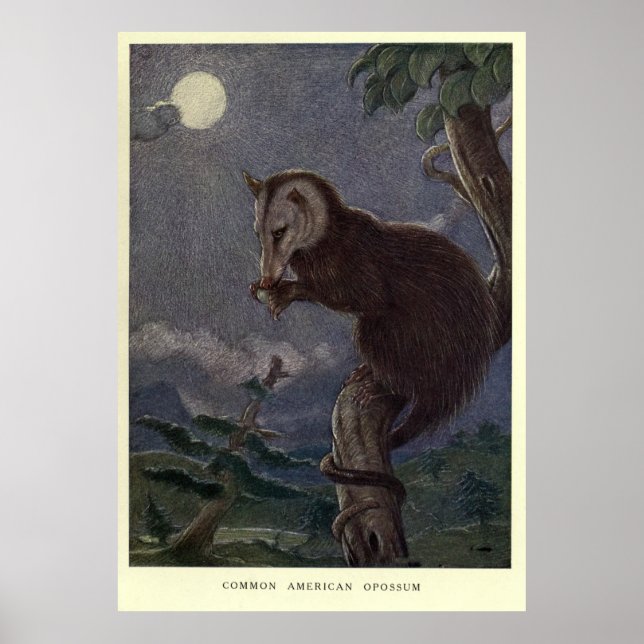 Vintage Possum-målning (1909) Poster (Framsidan)