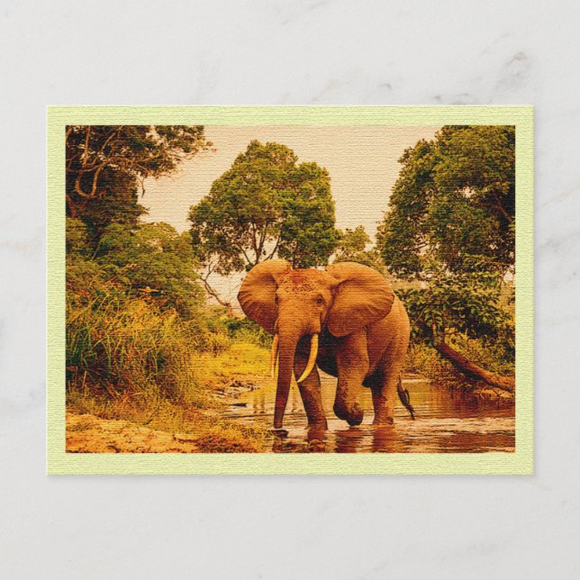 Vintage Postcard African Elephant Vykort (Framsida)
