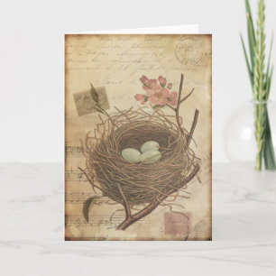 Vintage Postcard Bird Nest and Eggs Kort