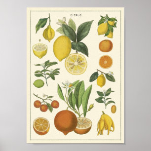 Vintage Poster