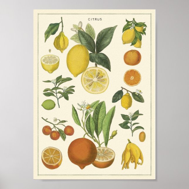 Vintage Poster (Framsidan)