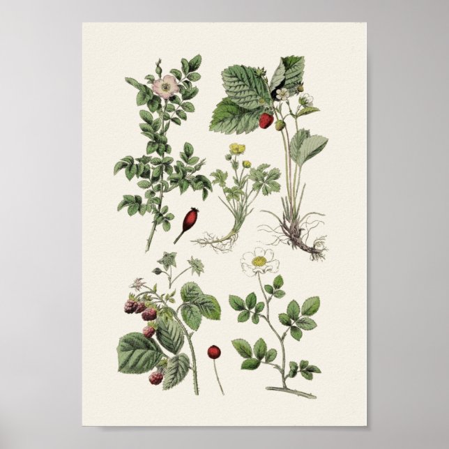 Vintage Poster (Framsidan)