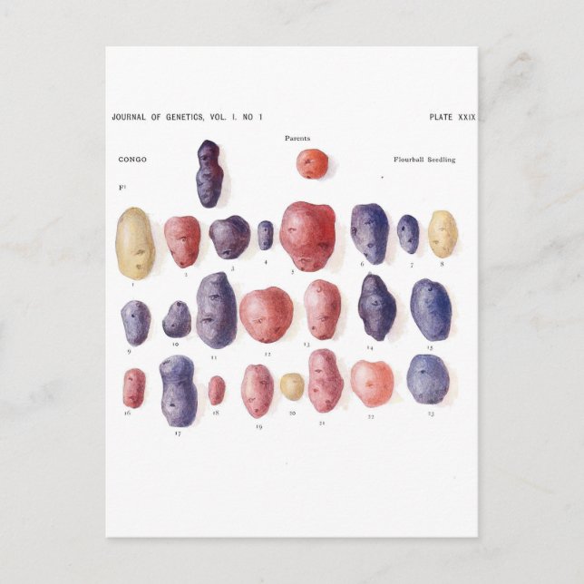 Vintage Potato Botanical Print Vykort (Framsida)