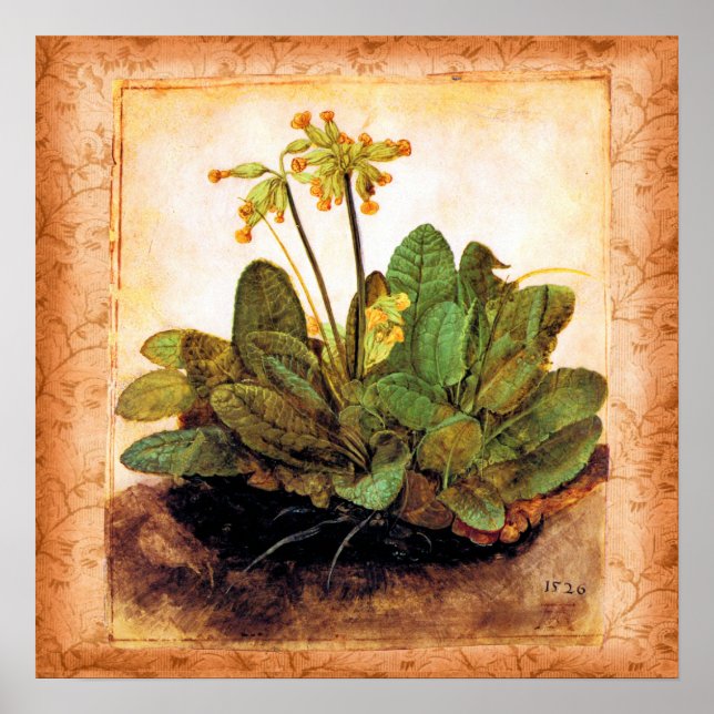 Vintage Primrose Primula Flower Poster (Framsidan)