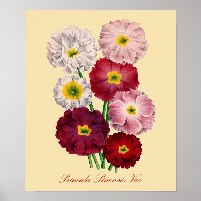 Vintage Primrose-utskrift Poster (Framsidan)