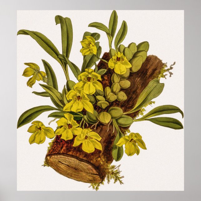 Vintage Promenaea Stapelioides Orchid Flower Poster (Framsidan)