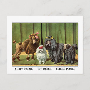 Vintage Pudel Vykort