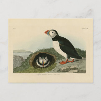 Vintage Puffin Illustration Vykort