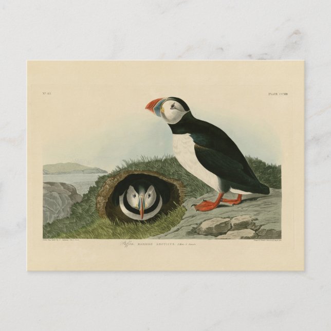 Vintage Puffin Illustration Vykort (Framsida)
