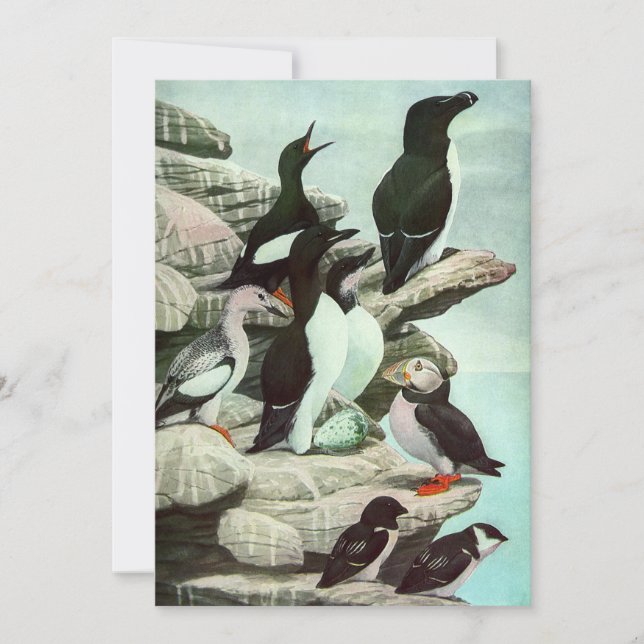 Vintage Puffins och Aquatic Birds av Louis Fuertes (Framsida)
