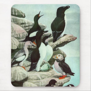 Vintage Puffins och Aquatic Birds av Louis Fuertes Musmatta