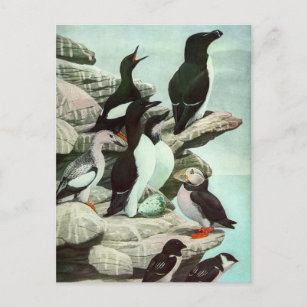 Vintage Puffins och Aquatic Birds av Louis Fuertes Vykort