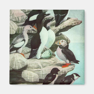 Vintage Puffins och Vattenlevande Fåglar av Louis  Magnet