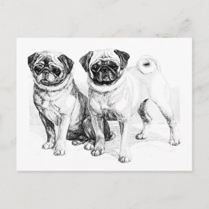 Vintage Pug Illustration Vykort