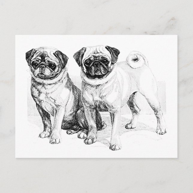 Vintage Pug Illustration Vykort (Framsida)