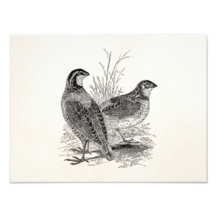 Vintage Quail Birds - Personlig Retro Game Bird Fototryck