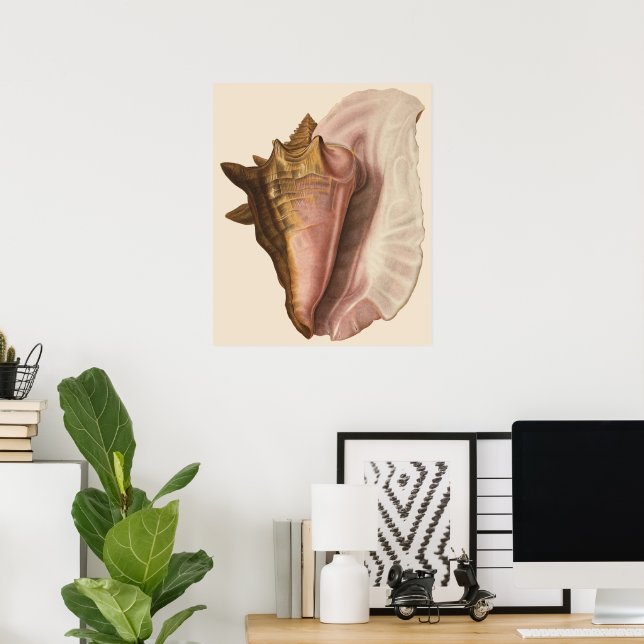 Vintage Queen Conch Seashell Snäcka, Marine Animal Poster (Hemmakontoret)