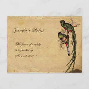 Vintage Quetzal Bird Elegant OSA Postcard Inbjudan Vykort