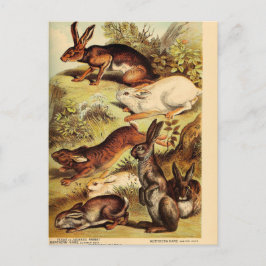 Vintage Rabbit Hare Bunny Ephemera Decoupage Art Vykort