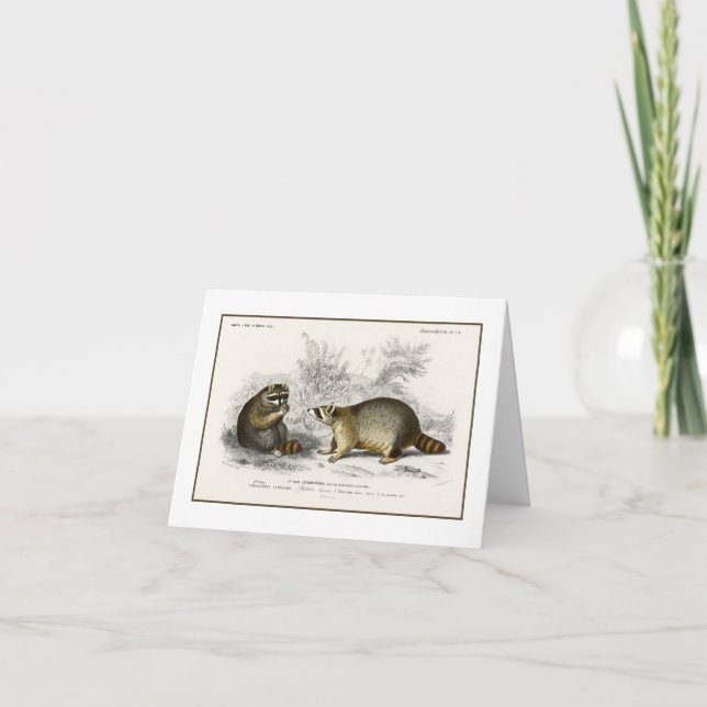 Vintage Raccoon Illustration Note Card Tack Kort (Framsida)