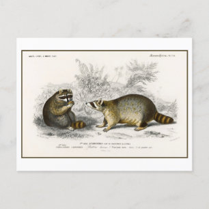 Vintage Raccoon Illustration Vykort