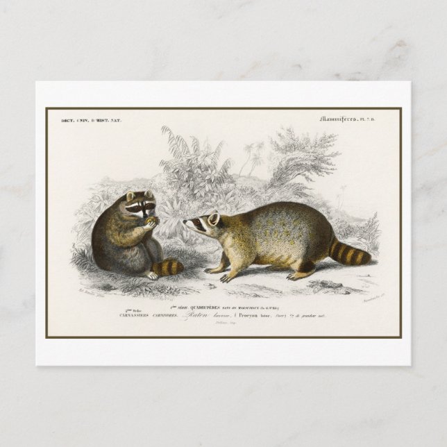 Vintage Raccoon Illustration Vykort (Framsida)