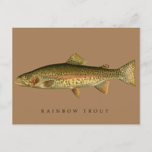 Vintage Rainbow Trout Vykort