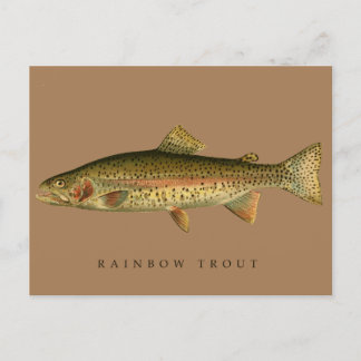 Vintage Rainbow Trout Vykort