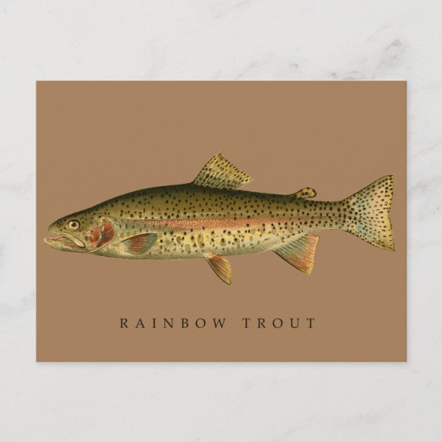 Vintage Rainbow Trout Vykort (Framsida)