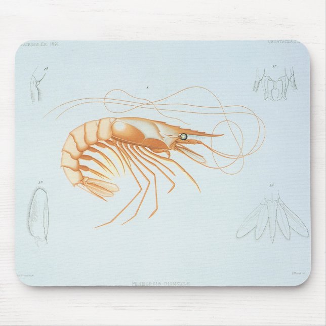 Vintage räka, marinlevande havslevande djur, anato musmatta (Framsidan)