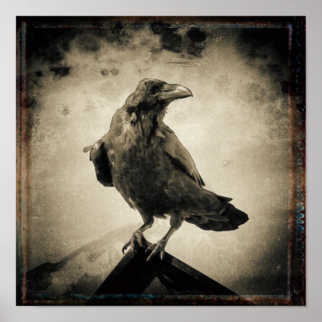 Vintage Raven Photo Poster (Framsidan)