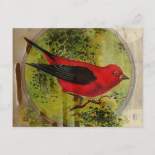 Vintage Red Bird Vykort