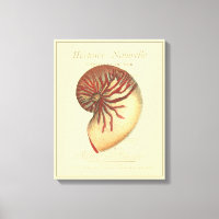 Vintage Red Conch-Snäcka