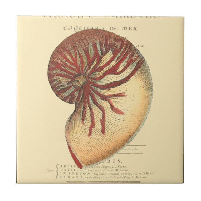 Vintage Red Conch-Snäcka Kakelplatta (Framsidan)
