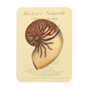Vintage Red Conch-Snäcka Magnet