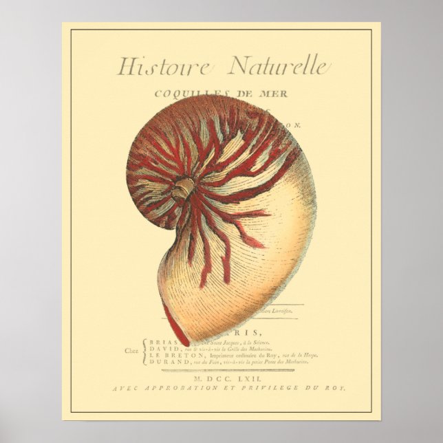 Vintage Red Conch-Snäcka Poster (Framsidan)